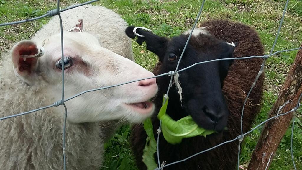 Lomatila Ollila Farm Stay Kerimäki Kültér fotó